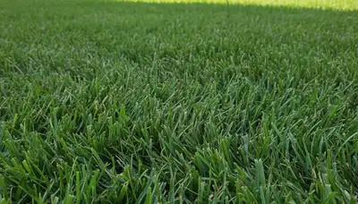 Close-up of freshly cut green lawn grass showing professional mowing detail in Clearwater, FL