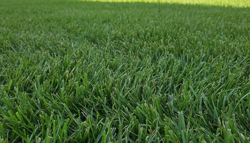 Close-up of freshly cut green lawn grass showing professional mowing detail in Clearwater, FL