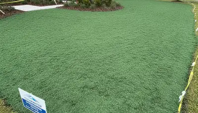 Fresh hydroseed slurry coverage on prepared lawn soil by Chop Chop Landscaping in Clearwater, FL