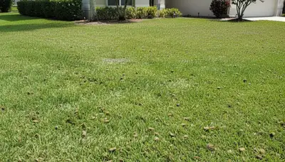 Post-aeration lawn recovery with healthy grass growth in Clearwater, FL by Chop Chop Landscaping